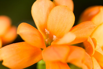 Obraz premium A small orange flower as a background