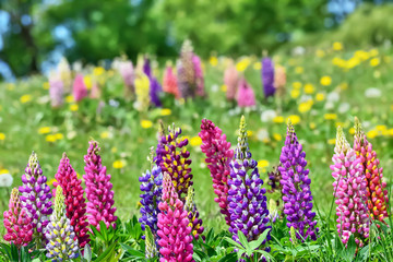 Obraz premium Lupinasuの花