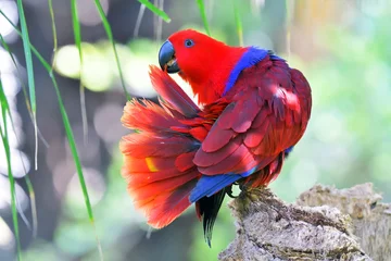 Poster Portrait of colorful Scarlet Macaw parrot against jungle background © brszattila