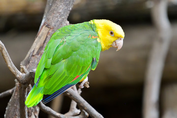 Close up of the yellow-headed parrot, otherwise known as the yellow-headed amazon. A popular pet species from south america on the endangered list of birds.