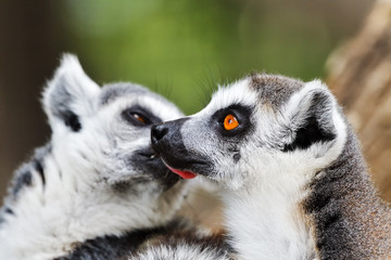 Naklejka na ściany i meble Close up of a ring-tailed lemur, Madagascar