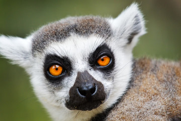 Close up of a ring-tailed lemur, Madagascar