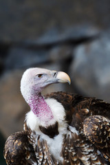 Closeup portrait of Griffon Vulture ( Gyps Fulvus). Profile view of beautiful captive prey bird isolated on a blurred background