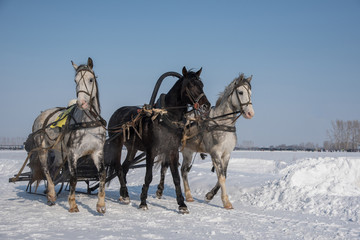 A beautiful Russian troika of horses rides through the arena in the winter for the feast of the...