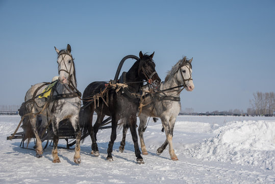 A beautiful Russian troika of horses rides through the arena in the winter for the feast of the Maslennitsa