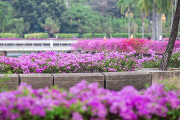 Blooming flowerbeds at the Benjakiti (Benjakitti) Park