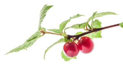 Branch of nanking cherry isolated on white background