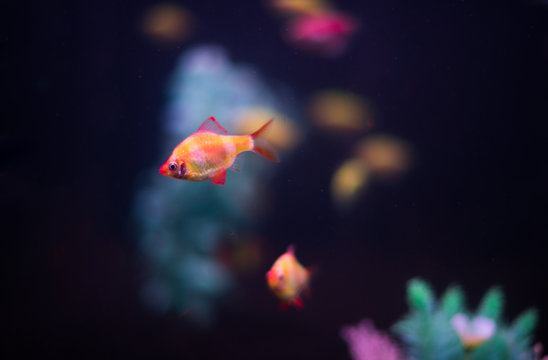 .Many small fish Ornatus in a dark aquarium. Ternary in the Aquarium. Horizontal photo.