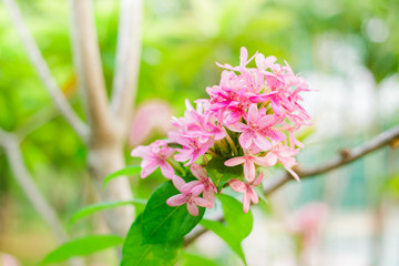 Obraz premium American beauty flower, Pink ruspolia.