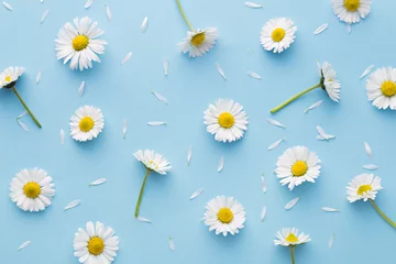 Foto auf Leinwand Gänseblümchen-Muster. Flache Frühlings- und Sommerkamillenblüten auf blauem Hintergrund. Wiederholungskonzept. Ansicht von oben © virtustudio