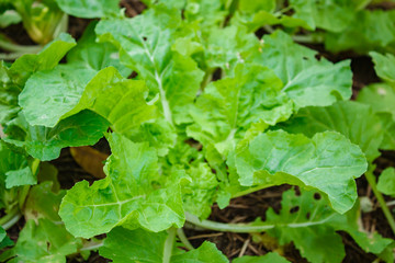 White cabbage (Tokyo Bekana), organic vegetables on the farm.
