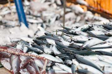 サバの水揚げ -境漁港-