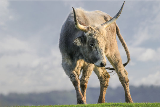 Angry white bull with dangerous horns