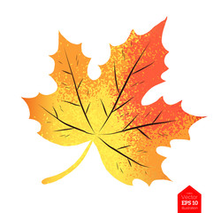 Top view illustration of maple leaf