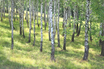 White birch trees with green birch leaves in birch grove in summer