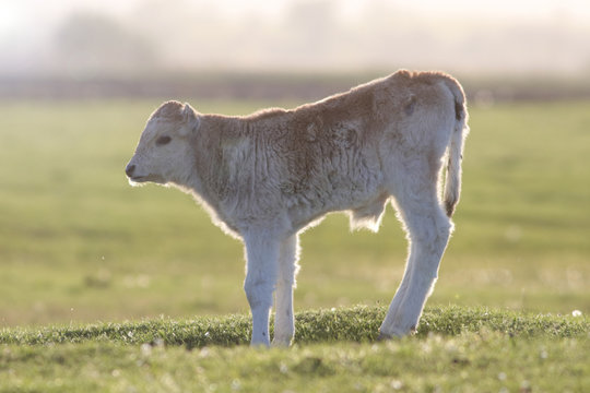 Calf on the pasture