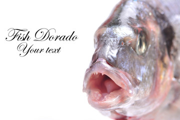Fish dorado