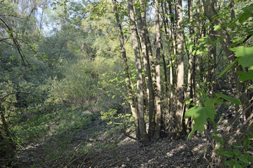 auwald an der oppenheimer hafenspitze