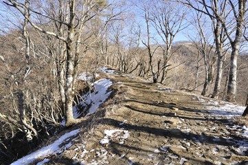 初冬の鍋割山稜の道