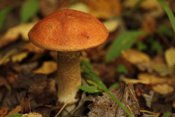 Orange-cap boletus