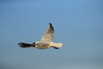 Fototapeta na wymiar SINGLE BIRD FLYING IN SKY