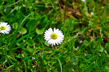 Gänseblümchen auf einer Wiese