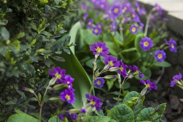 flowering violets