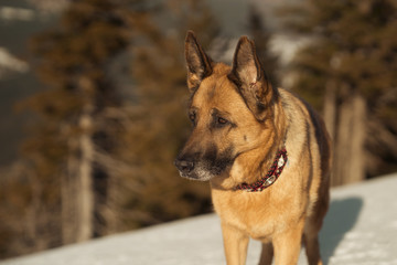 Deutscher Schäferhund genießt die Winterfreuden in den Bergen