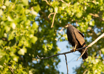 A black hawk sitting in the late evening sun on a cottonwood branch with green leaves and blue sky in the background