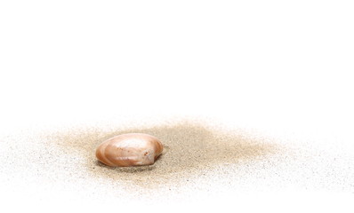 Fototapeta na wymiar Sea shells in sand pile isolated on white background