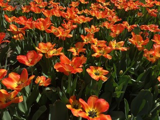 Lots of red tulip flowers. Name: American Dream. Tulip flowers garden in spring. Scientific name: Tulipa gesneriana. Gardening.