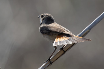 Male bluethroat. Close-up of beautiful bluethroat. luscinia Svecica standing on the reed. Bluethroat colored bird sings the song. Animal and Nature Background. Wildlife.