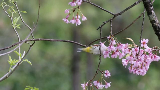 Oriental white-eye and wild himalayan cherry flower