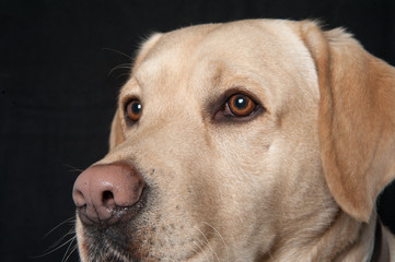 Labrador 2