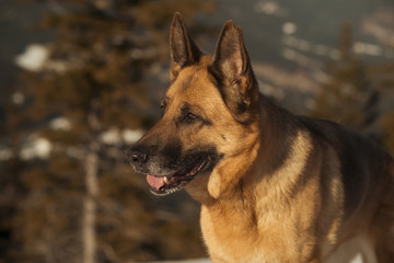 Deutscher Schäferhund genießt die Winterfreuden in den Bergen