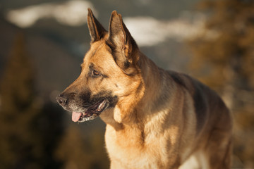 Deutscher Schäferhund genießt die Winterfreuden in den Bergen