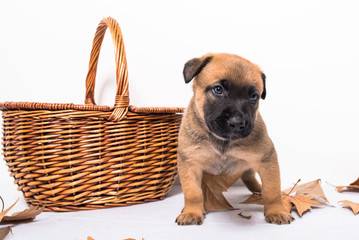 Cachorro de malinois