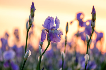 Fleurs d'iris sur le champ gros plan, lever de soleil.