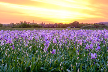 Champ de fleurs d'iris . Lever de soleil. Provence, France.	