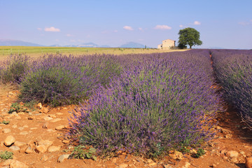 Fototapeta na wymiar South France. Provence, lavender fields of the Valensole plateau