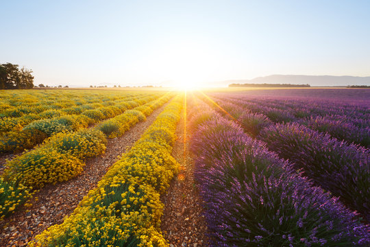 Fototapeta Champ de lavandes et d’immortelles. Provence, France