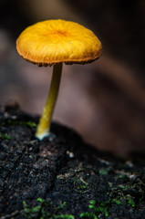 One mushroom 