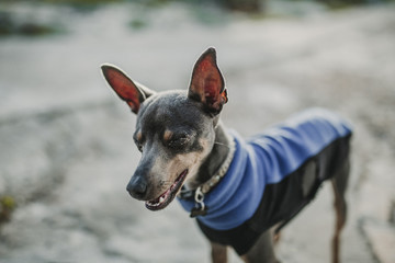 Cute portrait of Pinscher dog with closed eyes, and smile expression, in the street.