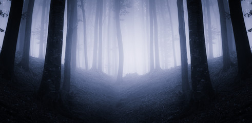 dark magical forest panorama