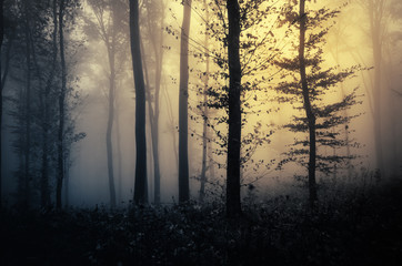 fantasy forest with trees in fog