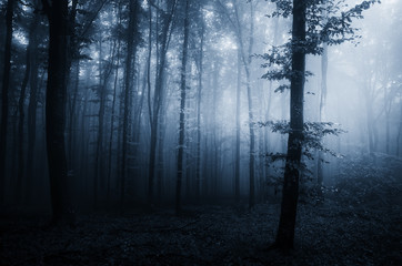 dark scary woods background