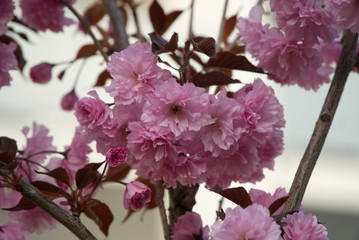 Blossoming pink sakura