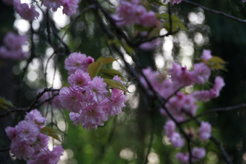 Blossoming pink sakura