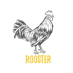 Fototapeta na wymiar Rooster. Vector element for design, logotype and illustrations.