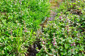 Kleiner Fluss an Wiese